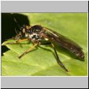 Dioctria hyalipennis - Raubfliege 03.jpg